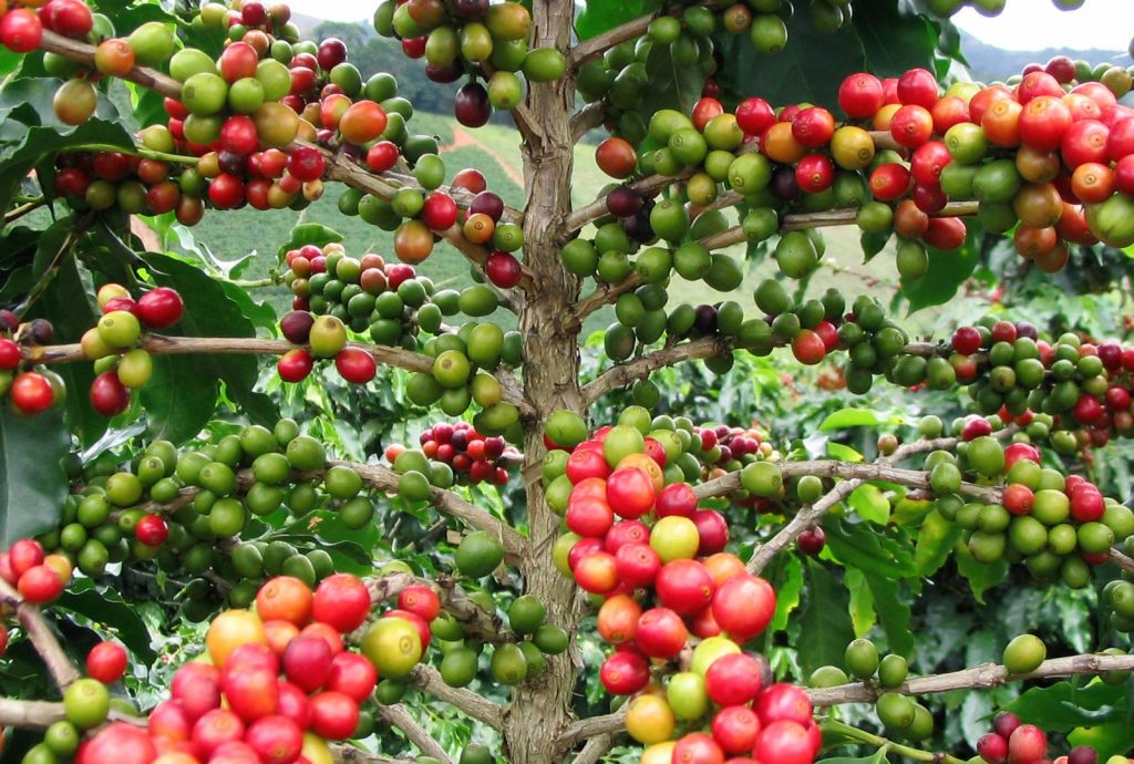 pianta di arabica