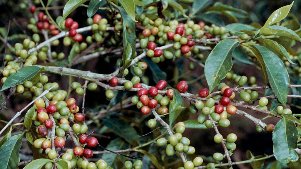pianta di arabica