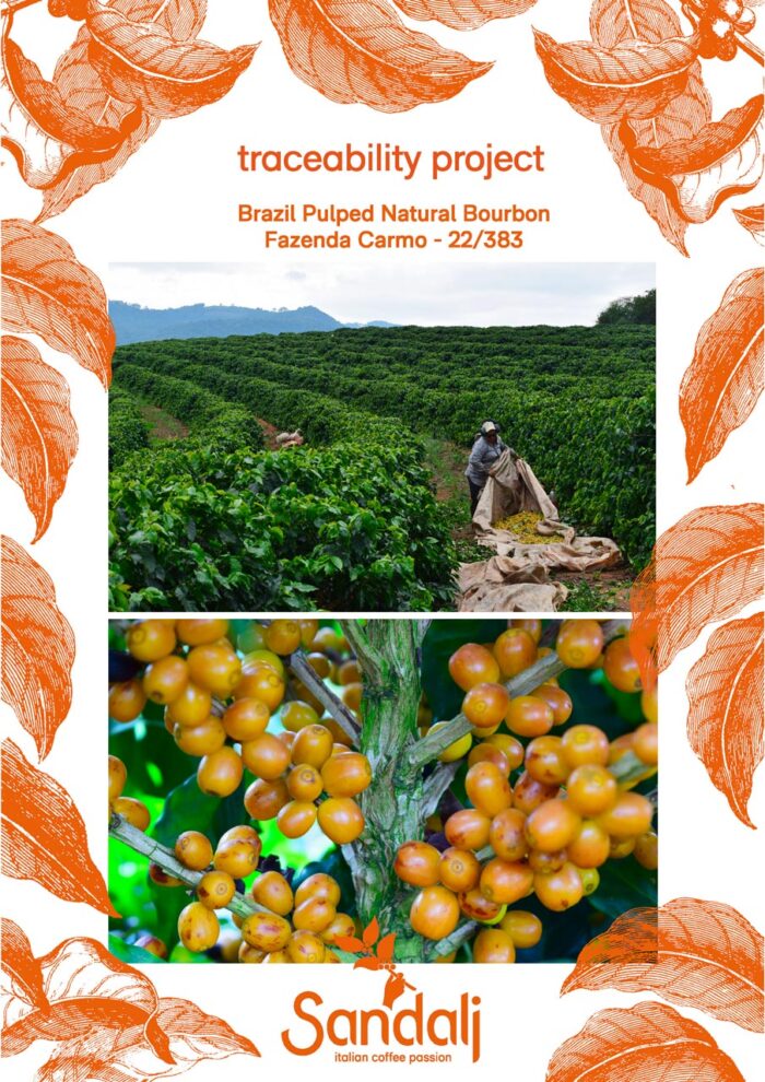 BRASILE – Pulped Natural Bourbon Fazenda Carmo