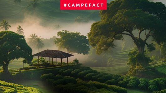 Monorigine a confronto: Etiopia, Colombia, Guatemala