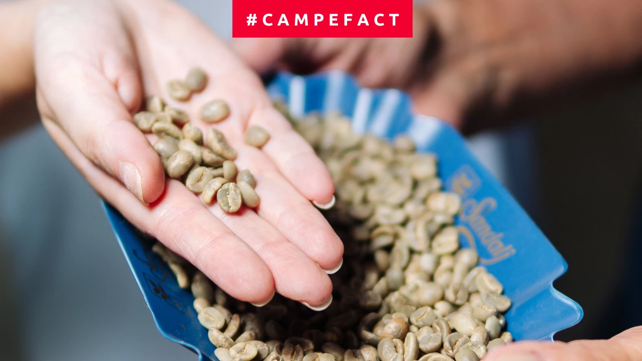 Selected beans vs defective beans: how to read sieve and defects in green coffee